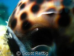 Close up of a Tiger Cowry..South side, Oahu by Scott Rettig 